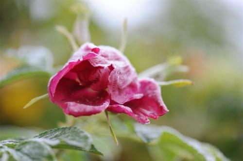 Frossen rose (1)